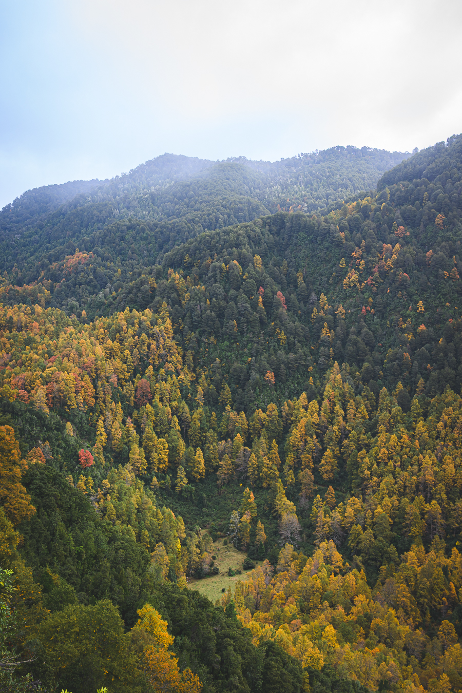 Montanas y bosque bajo niebla